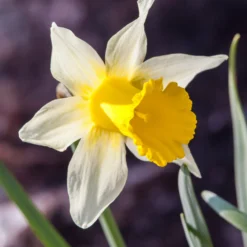 Narcissus Lobularis 14 Narcissus Lobularis -UK Garden Plants Sales 2024 narcissus lobularis 3 scaled