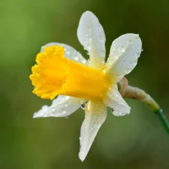 Narcissus Lobularis 12 Narcissus Lobularis -UK Garden Plants Sales 2024 narcissus lobularis 5 scaled