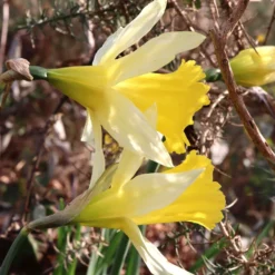 Narcissus Lobularis 15 Narcissus Lobularis -UK Garden Plants Sales 2024 narcissus lobularis 6 scaled