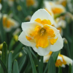 Narcissus 'Love Call' -UK Garden Plants Sales 2024 narcissus love call 1 scaled