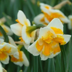 Narcissus 'Love Call' -UK Garden Plants Sales 2024 narcissus love call 2
