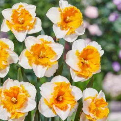 Narcissus 'Love Call' -UK Garden Plants Sales 2024 narcissus love call 4