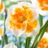 Narcissus 'Love Call' -UK Garden Plants Sales 2024 narcissus love call 5