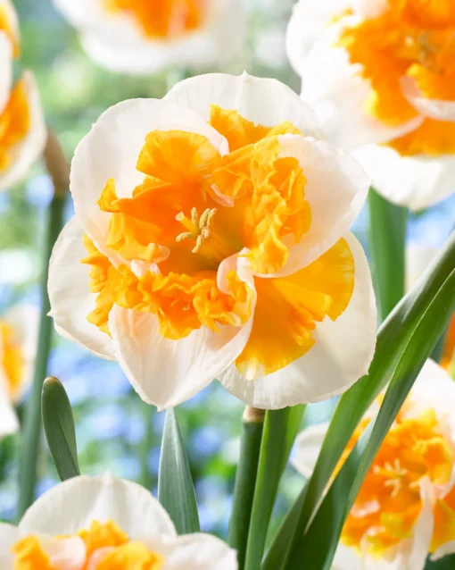 Narcissus 'Love Call' -UK Garden Plants Sales 2024 narcissus love call 5