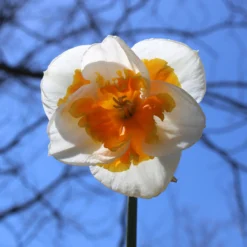 Narcissus 'Love Call' -UK Garden Plants Sales 2024 narcissus love call 6 scaled
