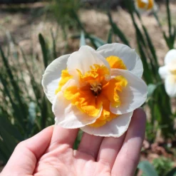 Narcissus 'Love Call' -UK Garden Plants Sales 2024 narcissus love call 7 scaled
