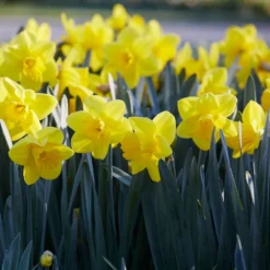 Narcissus 'Lucky Number' 11 Narcissus 'Lucky Number' -UK Garden Plants Sales 2024 narcissus lucky number 1