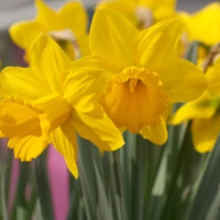 Narcissus 'Lucky Number' 13 Narcissus 'Lucky Number' -UK Garden Plants Sales 2024 narcissus lucky number 2