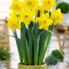 Narcissus 'Lucky Number' -UK Garden Plants Sales 2024 narcissus lucky number 3