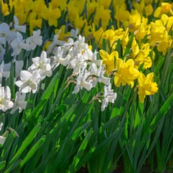 Narcissus 'Lucky Number' 15 Narcissus 'Lucky Number' -UK Garden Plants Sales 2024 narcissus lucky number 4