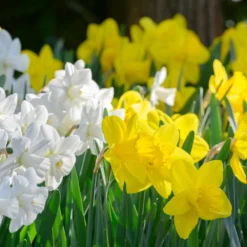 Narcissus 'Lucky Number' 12 Narcissus 'Lucky Number' -UK Garden Plants Sales 2024 narcissus lucky number 5