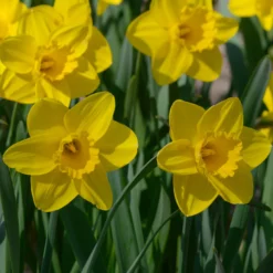 Narcissus 'Lucky Number' 14 Narcissus 'Lucky Number' -UK Garden Plants Sales 2024 narcissus lucky number 6 scaled