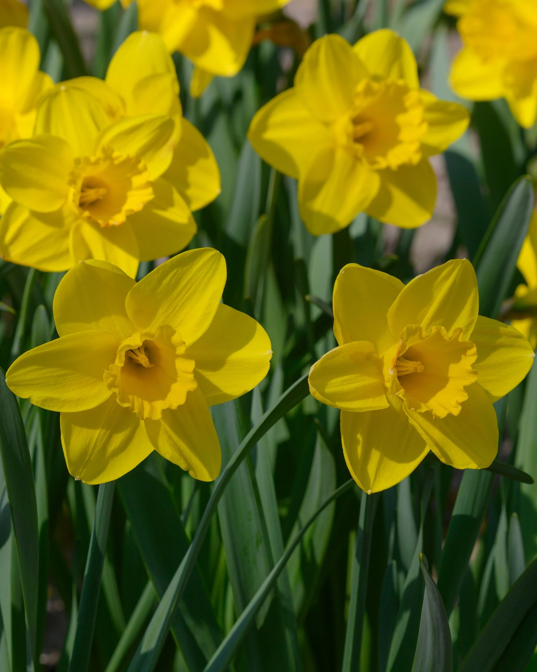 Narcissus 'Lucky Number' 8 Narcissus 'Lucky Number' - Image 6