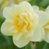 Narcissus 'Manly' -UK Garden Plants Sales 2024 narcissus manly 1