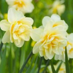 Narcissus 'Manly' -UK Garden Plants Sales 2024 narcissus manly 3