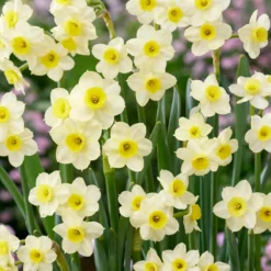 Narcissus 'Minnow' -UK Garden Plants Sales 2024 narcissus minnow 0