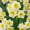 Narcissus 'Minnow' 1 Narcissus 'Minnow' -UK Garden Plants Sales 2024 narcissus minnow 00
