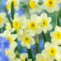 Narcissus 'Minnow' -UK Garden Plants Sales 2024 narcissus minnow 000
