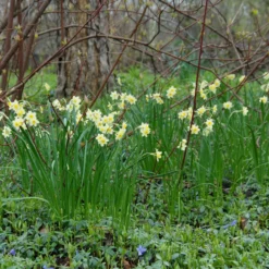 Narcissus 'Minnow' -UK Garden Plants Sales 2024 narcissus minnow 3