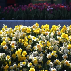 Narcissus 'Harlequin Mix' -UK Garden Plants Sales 2024 narcissus mixed 1