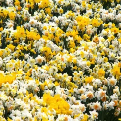Narcissus 'Harlequin Mix' -UK Garden Plants Sales 2024 narcissus mixed 2