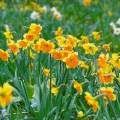 Narcissus 'Mondragon' -UK Garden Plants Sales 2024 narcissus mondragon 1