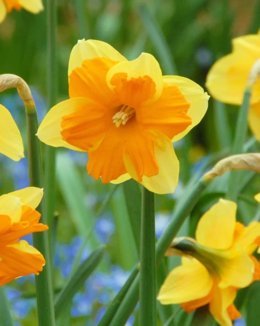 Narcissus 'Mondragon' 1 Narcissus 'Mondragon' -UK Garden Plants Sales 2024 narcissus mondragon 2