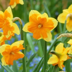 Narcissus 'Mondragon' -UK Garden Plants Sales 2024 narcissus mondragon 3