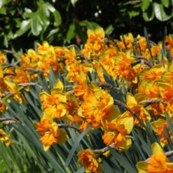 Narcissus 'Mondragon' -UK Garden Plants Sales 2024 narcissus mondragon 6