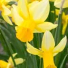 Narcissus 'Mother Duck' -UK Garden Plants Sales 2024 narcissus mother duck 1