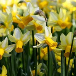 Narcissus 'Mother Duck' -UK Garden Plants Sales 2024 narcissus mother duck 3 scaled