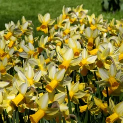 Narcissus 'Mother Duck' -UK Garden Plants Sales 2024 narcissus mother duck 4 scaled