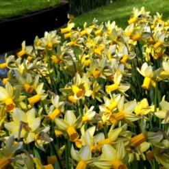 Narcissus 'Mother Duck' -UK Garden Plants Sales 2024 narcissus mother duck 5 scaled