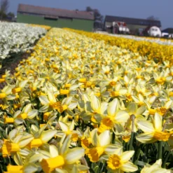 Narcissus 'Mother Duck' -UK Garden Plants Sales 2024 narcissus mother duck 6 scaled