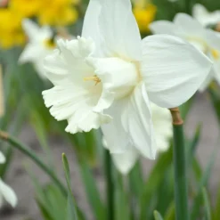 Narcissus 'Mount Hood'
