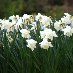 Narcissus 'Mount Hood' -UK Garden Plants Sales 2024 narcissus mount hood 12