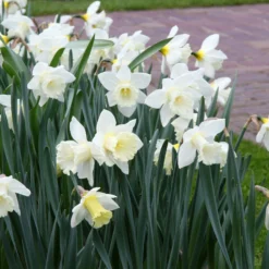 Narcissus 'Mount Hood' -UK Garden Plants Sales 2024 narcissus mount hood 15