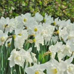 Narcissus 'Mount Hood' -UK Garden Plants Sales 2024 narcissus mount hood 2