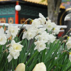 Narcissus 'Mount Hood' -UK Garden Plants Sales 2024 narcissus mount hood 5