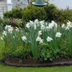 Narcissus 'Mount Hood' -UK Garden Plants Sales 2024 narcissus mount hood 6