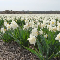 Narcissus 'Mount Hood' -UK Garden Plants Sales 2024 narcissus mount hood 7