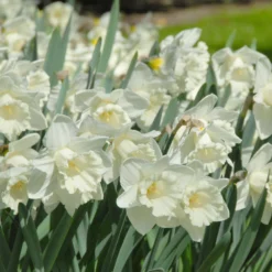 Narcissus 'Mount Hood' -UK Garden Plants Sales 2024 narcissus mount hood 8
