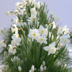 Narcissus 'Mount Hood' -UK Garden Plants Sales 2024 narcissus mount hood 9