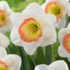 Narcissus 'Night Cap' -UK Garden Plants Sales 2024 narcissus night cap 1