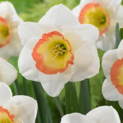 Narcissus 'Night Cap'