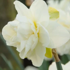 Narcissus 'Obdam'
