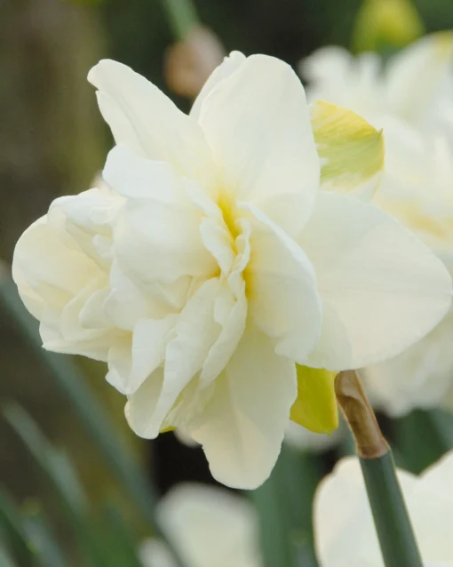 Narcissus 'Obdam' -UK Garden Plants Sales 2024 narcissus obdam 1