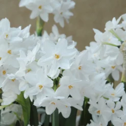 Narcissus Tazetta 'Paperwhite' -UK Garden Plants Sales 2024 narcissus paperwhite 2