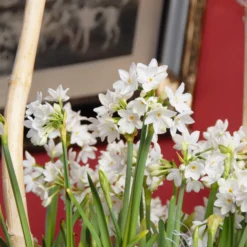 Narcissus Tazetta 'Paperwhite' -UK Garden Plants Sales 2024 narcissus paperwhite 3