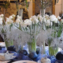 Narcissus Tazetta 'Paperwhite' -UK Garden Plants Sales 2024 narcissus paperwhite 5